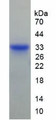 Figure 3. SDS-PAGE