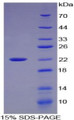 Figure 1. SDS-PAGE