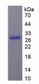 Figure 2. SDS-PAGE