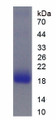 Figure 1. SDS-PAGE