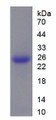 Figure 1. SDS-PAGE