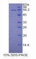 Figure 1. SDS-PAGE