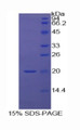 Figure 1. SDS-PAGE