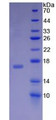 Figure 2. SDS-PAGE