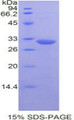 Figure 1. SDS-PAGE