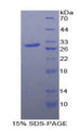 Figure 1. SDS-PAGE