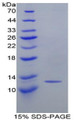 Figure 1. SDS-PAGE