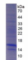 Figure 2. SDS-PAGE