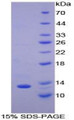 Figure 1. SDS-PAGE