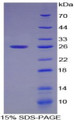 Figure 1. SDS-PAGE