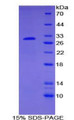 Figure 1. SDS-PAGE