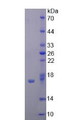 Figure 2. SDS-PAGE