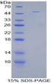 Figure 1. SDS-PAGE