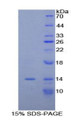 Figure 1. SDS-PAGE