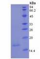 Figure 3. SDS-PAGE