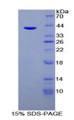 Figure 2. SDS-PAGE