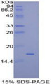 Figure 1. SDS-PAGE