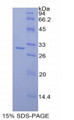 Figure 1. SDS-PAGE