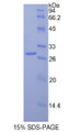 Figure 1. SDS-PAGE