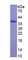 Figure 1. SDS-PAGE