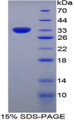 Figure 1. SDS-PAGE