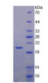 Figure 2. SDS-PAGE