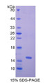 Figure 1. SDS-PAGE