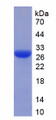 Figure 2. SDS-PAGE