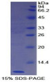 Figure 1. SDS-PAGE