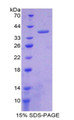 Figure 1. SDS-PAGE