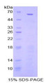 Figure 1. SDS-PAGE