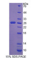 Figure 1. SDS-PAGE