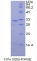 Figure 1. SDS-PAGE