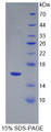 Figure 1. SDS-PAGE