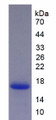 Figure 3. SDS-PAGE