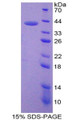 Figure 1. SDS-PAGE