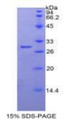 Figure 1. SDS-PAGE