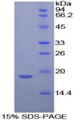 Figure 1. SDS-PAGE