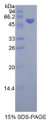 Figure 1. SDS-PAGE