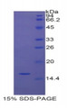 Figure 1. SDS-PAGE