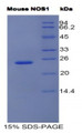 Figure 1. SDS-PAGE