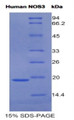 Figure 1. SDS-PAGE