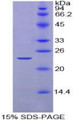 Figure 1. SDS-PAGE