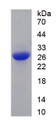 Figure 1. SDS-PAGE