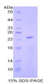 Figure 1. SDS-PAGE