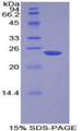 Figure 1. SDS-PAGE