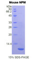 Figure 1. SDS-PAGE