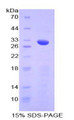 Figure 1. SDS-PAGE