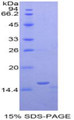 Figure 1. SDS-PAGE