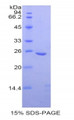 Figure 1. SDS-PAGE